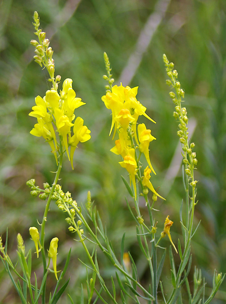 Linaria angustissima/Linajola italica